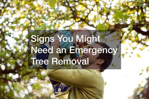 Signs You Might Need an Emergency Tree Removal