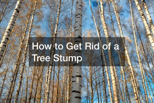How to Get Rid of a Tree Stump