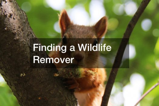 Finding a Wildlife Remover