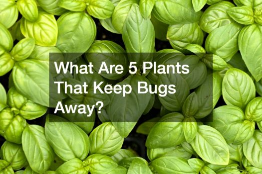 What Are 5 Plants That Keep Bugs Away?